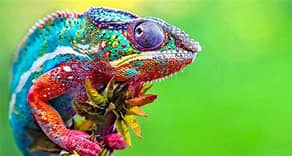 People and Their Reptiles