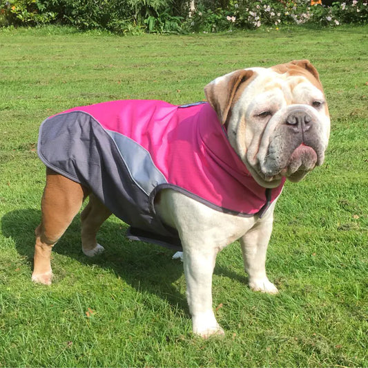 "Is Your Dog Feeling Down? How to Spot and Soothe Dog Depression & Anxiety"