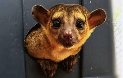 Unique Pets
