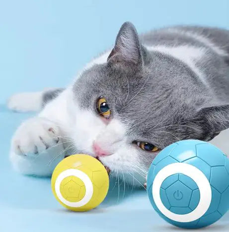 Cats......How wild are they?